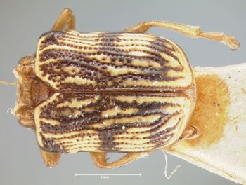 Media type: image; Entomology 8796   Aspect: habitus dorsal view